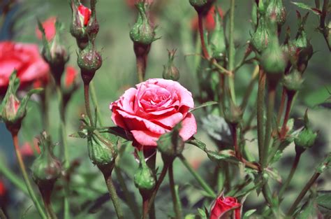 Kostenlose Foto Blume Blütenblatt Sommer Strauß Rot Botanik