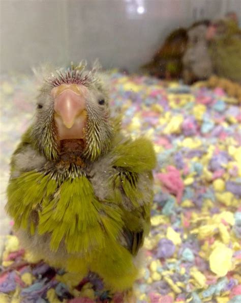 17 Best Images About Quaker Parrots On Pinterest Jfk Bird Toys And