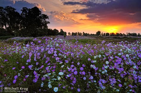 Wildflower Sunset Landscape Cosmos Bipinattus In Magaliesburg South