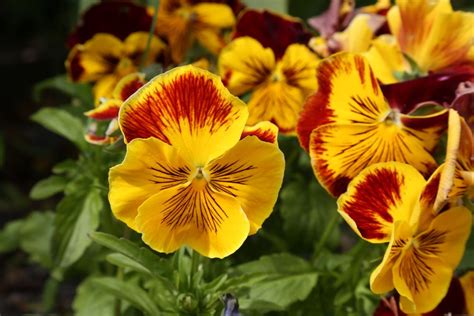 10 Jenis Bunga Pansy Dengan Beragam Warna Indah