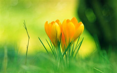 We hope that you will fall in love with these beautiful photos. Beautiful yellow flowers wallpapers and images ...