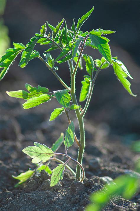 How To Get Tomato Plants Growing Better 3 Tips To Power Tomato Plants