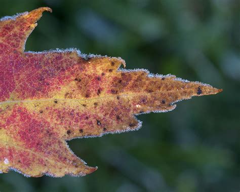 Frosty Leaf Photograph By Ward Mcginnis Fine Art America