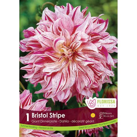 We're cooking up our future hours of operation. Dahlia 'Bristol Stripe' Tuber | Dahlia Tubers | Arts ...