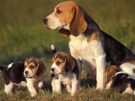 Rules of the Jungle: Beagle puppies