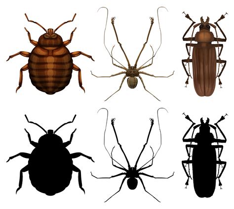 Set Of Many Insect 605884 Vector Art At Vecteezy
