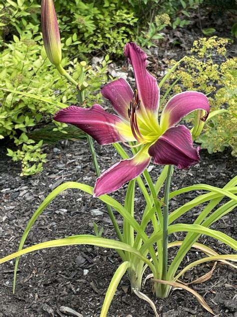 Photo Of The Entire Plant Of Daylily Hemerocallis Purple Many Faces