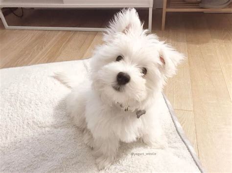 10 Cutest Westies To Follow On Instagram Vanillapup Westie Puppies