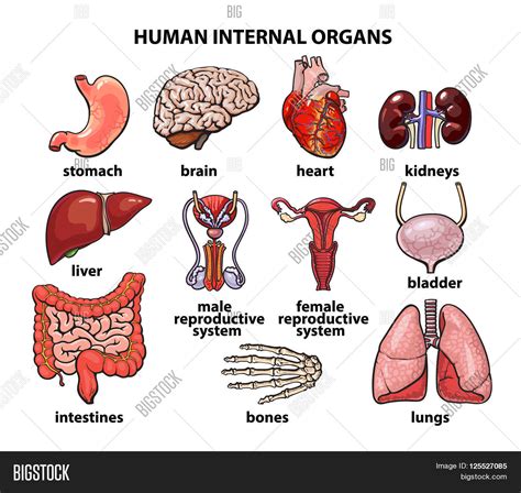 Ten major organ systems of the human body are listed below along with the major organs or structures that are associated with each system. Human Organs. Internal Organs Set. Image & Photo | Bigstock