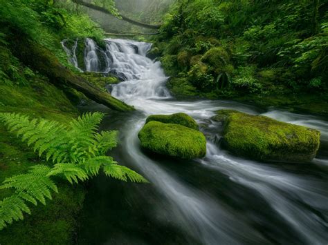 Beautiful Cascades Waterfall Flow Forest Green Moss Rocks Fern Dropped