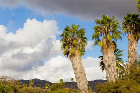 Southern California Palm Trees Stock Photo Image Of
