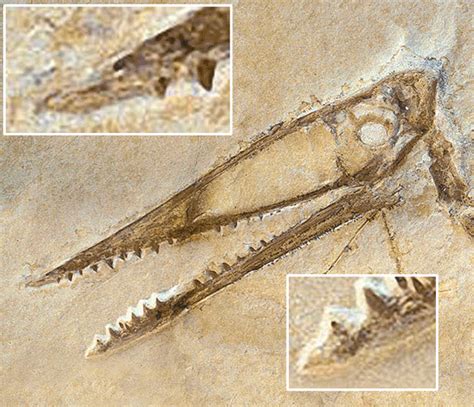 The Origin Of The Spike Tooth In Spike Tooth Pterosaurs The Pterosaur Heresies