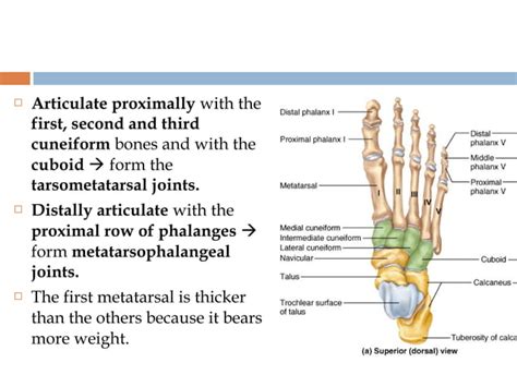Tarsal Metatarsal And Phalanges Of The Foot