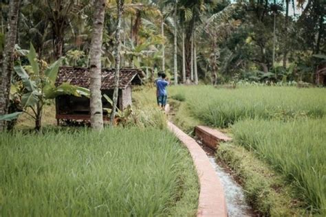 Mencoba Budidaya Pohon Bajakah Di Jawa Distributor Akar Bajakah Asli