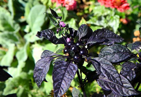 Black Pearl Ornamental Pepper Plant Stock Photo Download Image Now