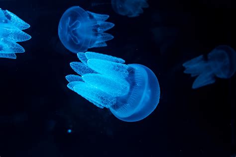 Sea Jellies Illuminated Sea World Must Do Brisbane