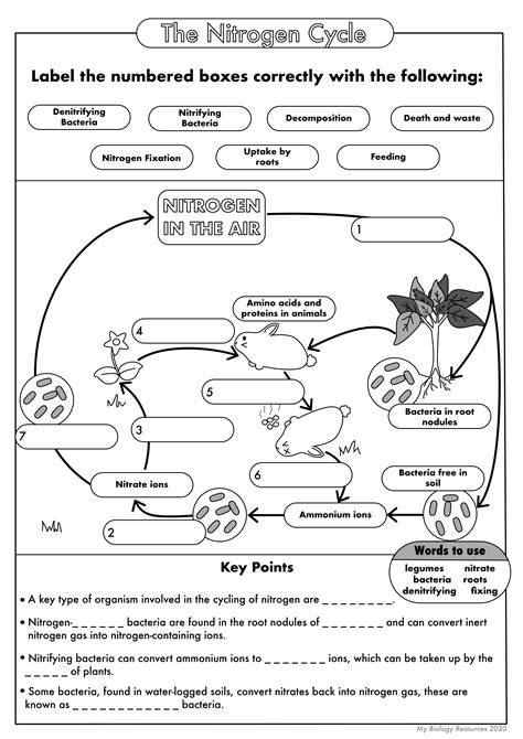 GCSE Biology: The Nitrogen Cycle | Teaching Resources