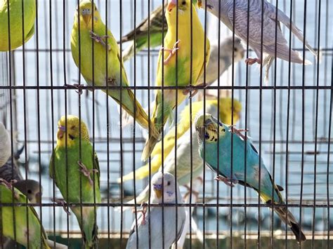 Parakeets Cages Stock Photos Free And Royalty Free Stock Photos From