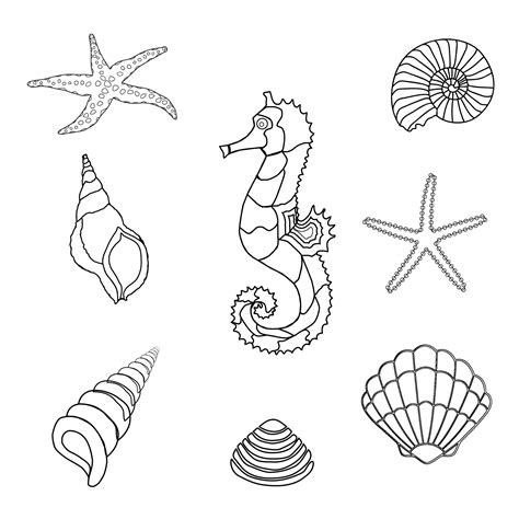 Seahorse Shells Outline Clipart Seashells Template Mermaid Outline