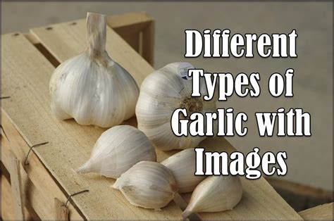 15 Different Types Of Garlic With Pictures