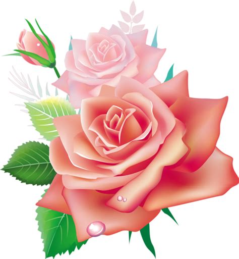 Rosas Dibujos Roses Dessinpng
