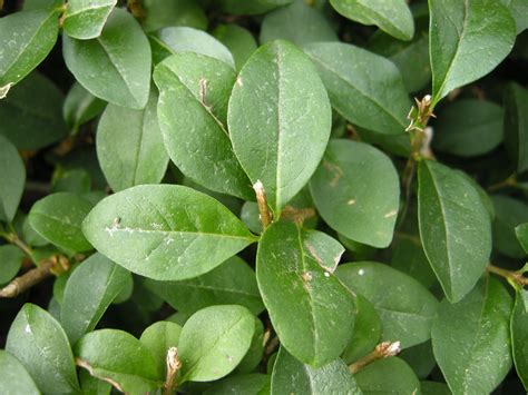 Evergreen Shrub Ligustrum Ovalifolium Privet Hedge Plant