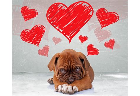 Picture Of Puppy Love With Hearts Dog Pictures
