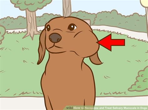 How To Recognize And Treat Salivary Mucocele In Dogs 12 Steps