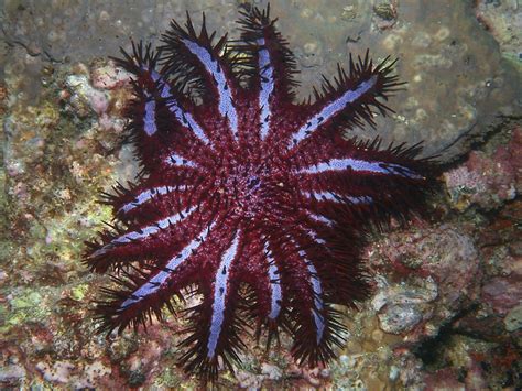 Crown Of Thorns Sea Star Thailand Beautiful Sea Creatures