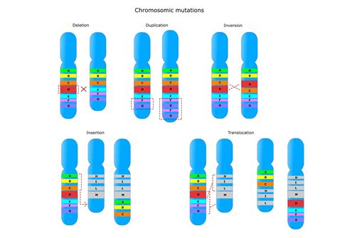 Chromosomal Mutation Causes Mechanism Types Examples Vrogue Co