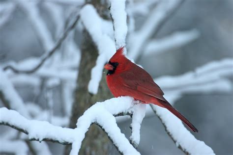 48 Cardinals In The Snow Wallpaper Wallpapersafari