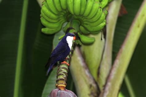 Tahitian Blue Lorikeets Vini Peruviana Miles To The Wild