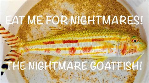The Nightmare Goatfish Youtube