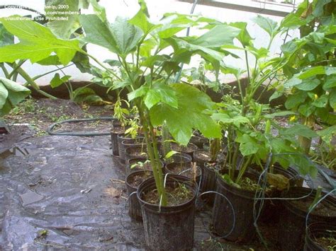 Plantfiles Pictures Okra Baby Bubba Abelmoschus Esculentus By Michaelp