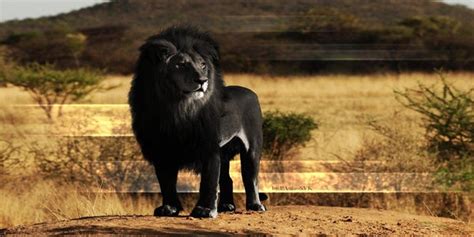 A Lion With Melanism Beautiful Pics