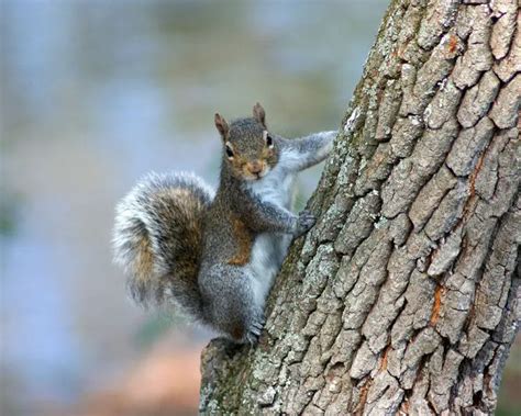 Eastern Gray Squirrel Mammals Wiki Fandom
