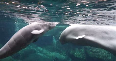 An Adorable Baby Beluga Whale Was Just Born At The Georgia Aquarium