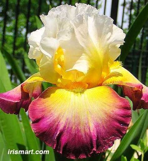 415 Best Iris Ideas For The Garden Images On Pinterest