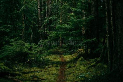 Path Through A Dark Mossy Forest Woods Stock Image Image Of Hiking