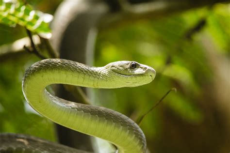 Western Green Mamba