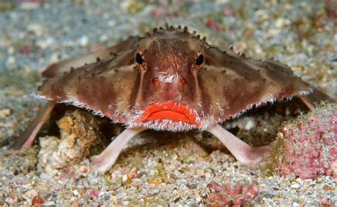 The Red Lipped Batfish Is A Weird Looking Fish That Is Best Known For
