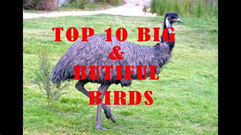 Top 10 Big Birds Youtube