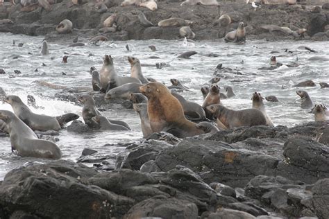 I live in melbourne, and people trying to get fairy penguins are utterly adorable, and it's great to have photos of them, but the ones in melbourne have had to have had a brigade of volunteers set up. Penguin Parade - Melbourne - Philip Island Tour ...