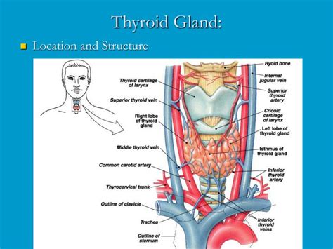 Ppt Thyroid Gland Powerpoint Presentation Id398692