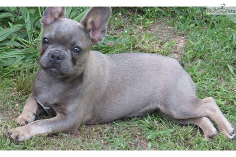 4,383 sales 4,383 sales | 5 out of 5 stars. French Bulldog puppy for sale near Greenville / Upstate ...