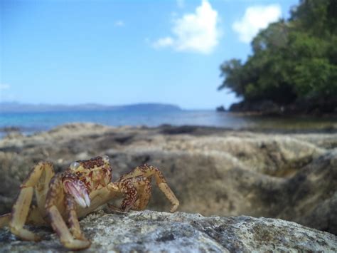 Located in about 2 hectares, the visitor can enjoy the beautiful nature panorama and clean for pollution. PENDEKAR PENJELAJAH: Pantai Batu Kuda Desa Tulehu