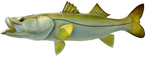 Snook Common Fish Mounts Official Site