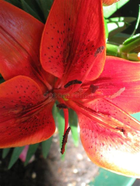 Tiger Lily Stock Photo Image Of Pink Nature Pollen 103215956