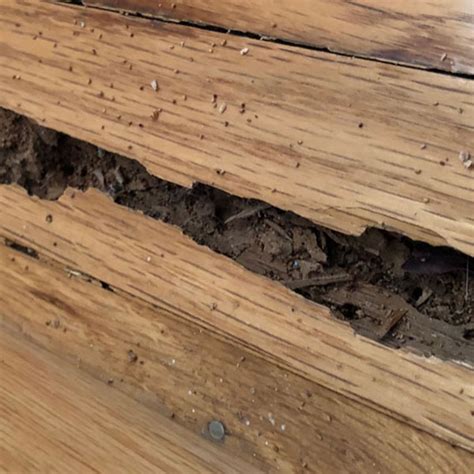 Termites Wood Damage With Pictures