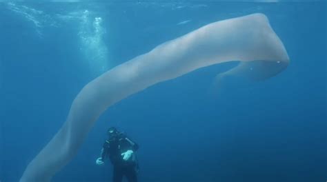 Divers Encounter Strange Deep Sea Worm Midnight Hollow